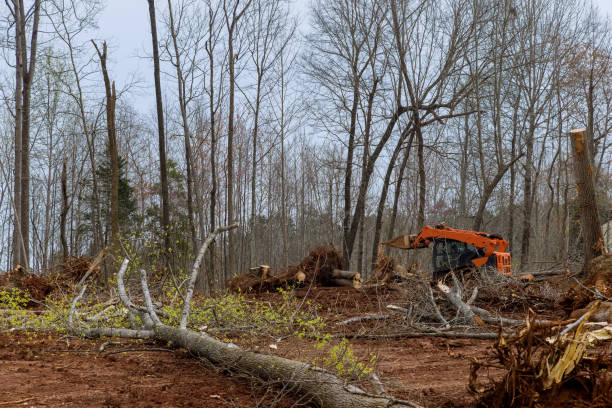 Reliable Mont Clare, PA Tree Removal Services Solutions