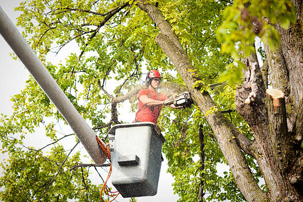 How Our Tree Care Process Works  in  Mont Clare, PA